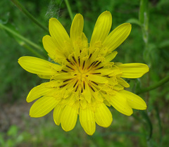 Tragopogon dasyrhynchus