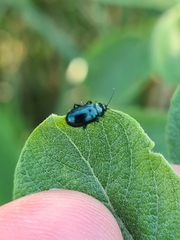 Phratora vulgatissima