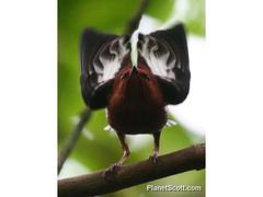 Machaeropterus deliciosus