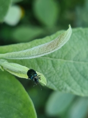 Phratora vulgatissima