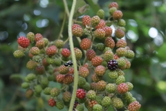 Rubus sellowii