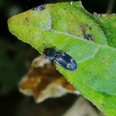 Trogossitidae