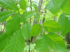 Phylloxera subelliptica