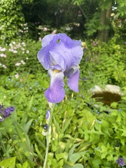 Iris pallida