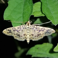 Asturodes junkoshimurae