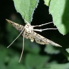 Asturodes junkoshimurae