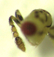 Cirrospilus