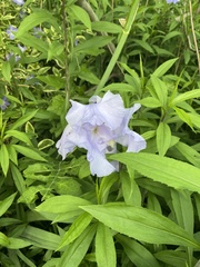 Iris pallida
