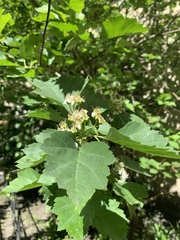 Physocarpus opulifolius