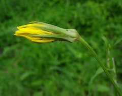 Tragopogon dasyrhynchus