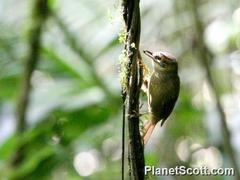 Anabacerthia variegaticeps