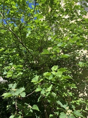 Physocarpus opulifolius