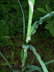 Tragopogon dasyrhynchus