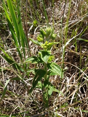 Lithospermum occidentale