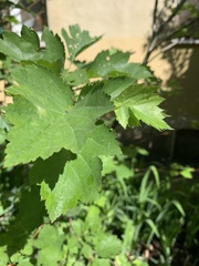 Physocarpus opulifolius