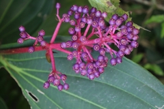 Medinilla speciosa