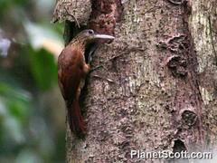 Xiphorhynchus guttatus