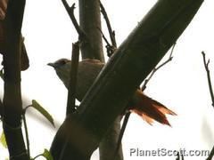 Cranioleuca vulpecula