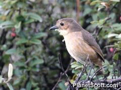 Grallaria quitensis