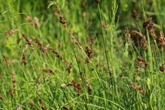 Carex disticha