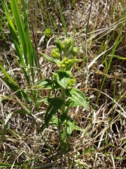 Lithospermum occidentale