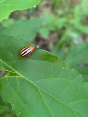 Disonycha discoidea