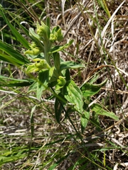 Lithospermum occidentale