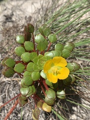 Ludwigia sedoides