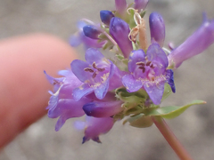 Penstemon cinicola