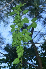 Cynanchum lanhsuense