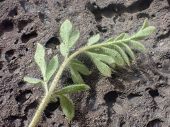 Potentilla newberryi