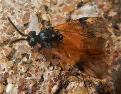 Arge cyanocrocea
