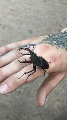 Lucanus cervus