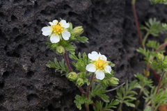 Potentilla newberryi