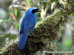 Turquoise Jay photo 3