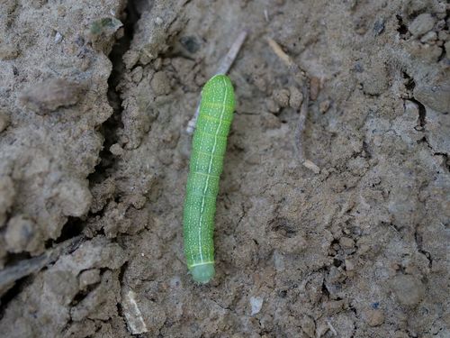 Common Quaker photo 5