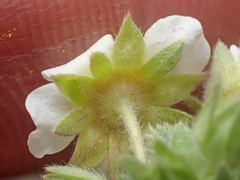 Potentilla newberryi
