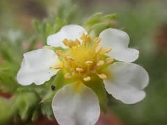 Potentilla newberryi
