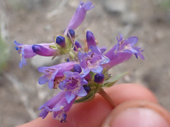 Penstemon cinicola
