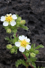 Potentilla newberryi