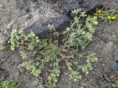 Potentilla newberryi