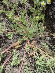 Potentilla newberryi