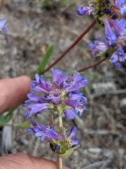 Penstemon cinicola
