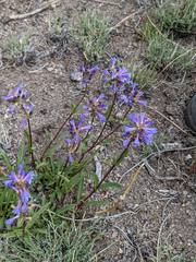 Penstemon cinicola
