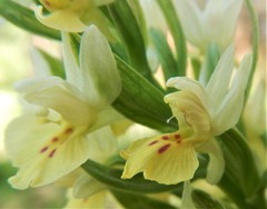Dactylorhiza insularis