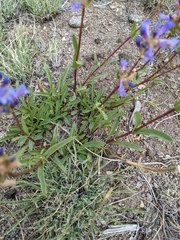 Penstemon cinicola