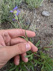 Penstemon cinicola