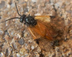 Arge cyanocrocea