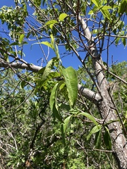 Prunus persica persica