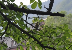 Cyanistes caeruleus